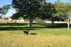 dog park in las vegas