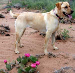 travel with dog in las vegas